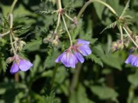 Geranium pratense Ulricedal, Malmö, Skåne, Sweden 20240602_0013