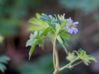 Geranium pusillum Katrinetorp, Malmö, Skåne, Sweden 20151114_0069