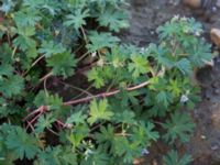 Geranium pusillum Katrinetorp, Malmö, Skåne, Sweden 20151114_0073