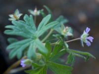 Geranium pusillum Katrinetorp, Malmö, Skåne, Sweden 20151114_0075