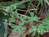 Geranium pusillum Ystadvägen, Malmö, Skåne, Sweden 20171015_0038