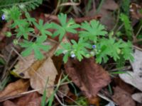 Geranium pusillum Ystadvägen, Malmö, Skåne, Sweden 20171015_0039