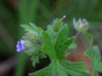 Geranium pusillum Ystadvägen, Malmö, Skåne, Sweden 20171015_0040