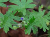 Geranium pusillum Ystadvägen, Malmö, Skåne, Sweden 20171015_0041