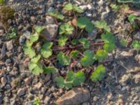 Geranium pyrenaicum Centralen, Malmö, Skåne, Sweden 20181020_0037