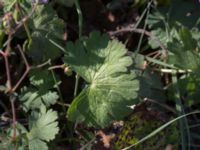 Geranium pyrenaicum Grodreservatet, Norra hamnen, Malmö, Skåne, Sweden 20160924_0099