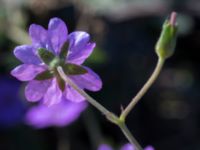 Geranium pyrenaicum Grodreservatet, Norra hamnen, Malmö, Skåne, Sweden 20160924_0101