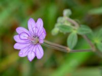 Geranium pyrenaicum Jaktmarksgatan 30, Lund, Skåne, Sweden 20240924_0012