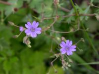 Geranium pyrenaicum Komstadgården, Simrishamn, Skåne, Sweden 20170610_0023