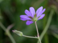 Geranium pyrenaicum Komstadgården, Simrishamn, Skåne, Sweden 20170610_0024