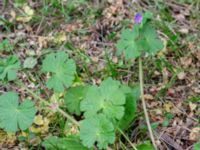 Geranium pyrenaicum Olshögsvägen, Lund, Skåne, Sweden 20180512_0036