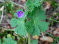 Geranium pyrenaicum Olshögsvägen, Lund, Skåne, Sweden 20180512_0037