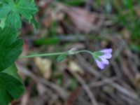 Geranium pyrenaicum Olshögsvägen, Lund, Skåne, Sweden 20180512_0038