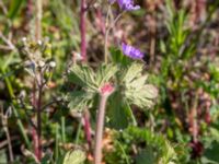 Geranium pyrenaicum Paddreservatet, Norra hamnen, Malmö, Skåne, Sweden 20200514_0082