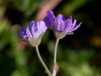 Geranium pyrenaicum Paddreservatet, Norra hamnen, Malmö, Skåne, Sweden 20200514_0083