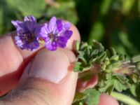 Geranium pyrenaicum Paddreservatet, Norra hamnen, Malmö, Skåne, Sweden 20200514_0087