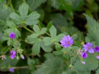 Geranium pyrenaicum Ruderatyta Åkerlund och Rausings väg, Lund, Skåne, Sweden 20231105_0016