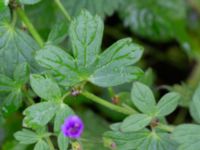 Geranium pyrenaicum Ruderatyta Åkerlund och Rausings väg, Lund, Skåne, Sweden 20231105_0017