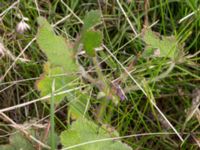 Geranium renardii Lägervägen 10, Skälderviken, Ängelhom, Skåne, Sweden 20220612_0168