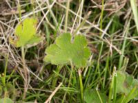 Geranium renardii Lägervägen 10, Skälderviken, Ängelhom, Skåne, Sweden 20220612_0170