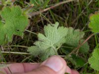 Geranium renardii Lägervägen 10, Skälderviken, Ängelhom, Skåne, Sweden 20220612_0171