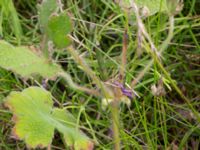 Geranium renardii Lägervägen 10, Skälderviken, Ängelhom, Skåne, Sweden 20220612_0172