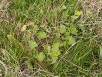 Geranium renardii Lägervägen 10, Skälderviken, Ängelhom, Skåne, Sweden 20220612_0173