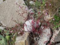 Geranium robertianum Grodreservatet, Norra hamnen, Malmö, Skåne, Sweden 20160529_0117