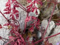 Geranium robertianum Grodreservatet, Norra hamnen, Malmö, Skåne, Sweden 20160529_0118