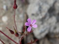 Geranium robertianum Grodreservatet, Norra hamnen, Malmö, Skåne, Sweden 20160529_0121