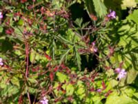 Geranium robertianum Lokstallarna, Malmö, Skåne, Sweden 20150626_0037