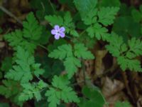 Geranium robertianum Ravlunda skjutfält, Simrishamn, Skåne, Sweden 20160606_0189