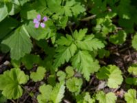 Geranium robertianum Smålandsdammarna, Lomma, Skåne, Sweden 20160525_0011