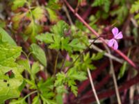 Geranium robertianum Svanetorpsvägen, Åkarp, Lomma, Skåne, Sweden 20150603_0028