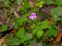 Geranium robertianum var. robertianum Hällevik, Simrishamn, Skåne, Sweden 20181124_0101