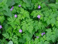 Geranium robertianum var. robertianum Riseberga, Malmö, Skåne, Sweden 20200516_0032