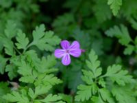 Geranium robertianum var. robertianum Riseberga, Malmö, Skåne, Sweden 20200516_0033