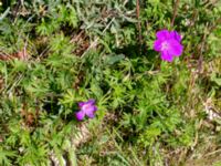 Geranium sanguineum Brofästet, Lernacken, Malmö, Skåne, Sweden 20200526_0014