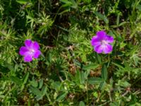 Geranium sanguineum Brofästet, Lernacken, Malmö, Skåne, Sweden 20200526_0015