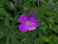 Geranium sanguineum Herrgårdsparken, Fröseke, Uppvidinge, Småland, Sweden 20190608_0504