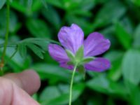 Geranium sanguineum Herrgårdsparken, Fröseke, Uppvidinge, Småland, Sweden 20190608_0505