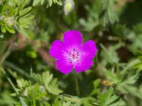 Geranium sanguineum Löderups strandbad 20130606-21