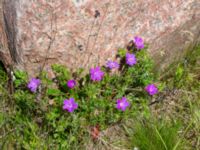 Geranium sanguineum Parking S Emporia, Malmö, Skåne, Sweden 20200521_0055