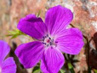 Geranium sanguineum Parking S Emporia, Malmö, Skåne, Sweden 20200521_0056