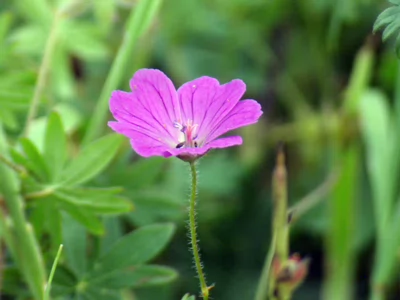 Geranium sanguineum Salviken 20070810 162
