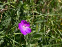 Geranium sanguineum Solviken, Mölle, Höganäs, Skåne, Sweden 20150515_0074