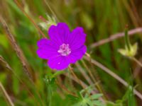 Geranium sanguineum Ulricedal, Malmö, Skåne, Sweden 20190701_0049