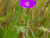 Geranium sanguineum Ulricedal, Malmö, Skåne, Sweden 20190701_0050