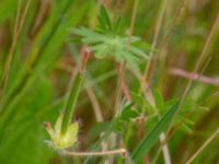 Geranium sanguineum Ulricedal, Malmö, Skåne, Sweden 20190701_0051