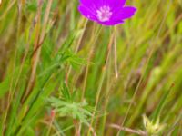 Geranium sanguineum Ulricedal, Malmö, Skåne, Sweden 20190701_0052